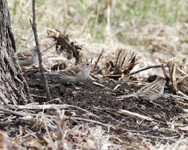 Field Sparrows